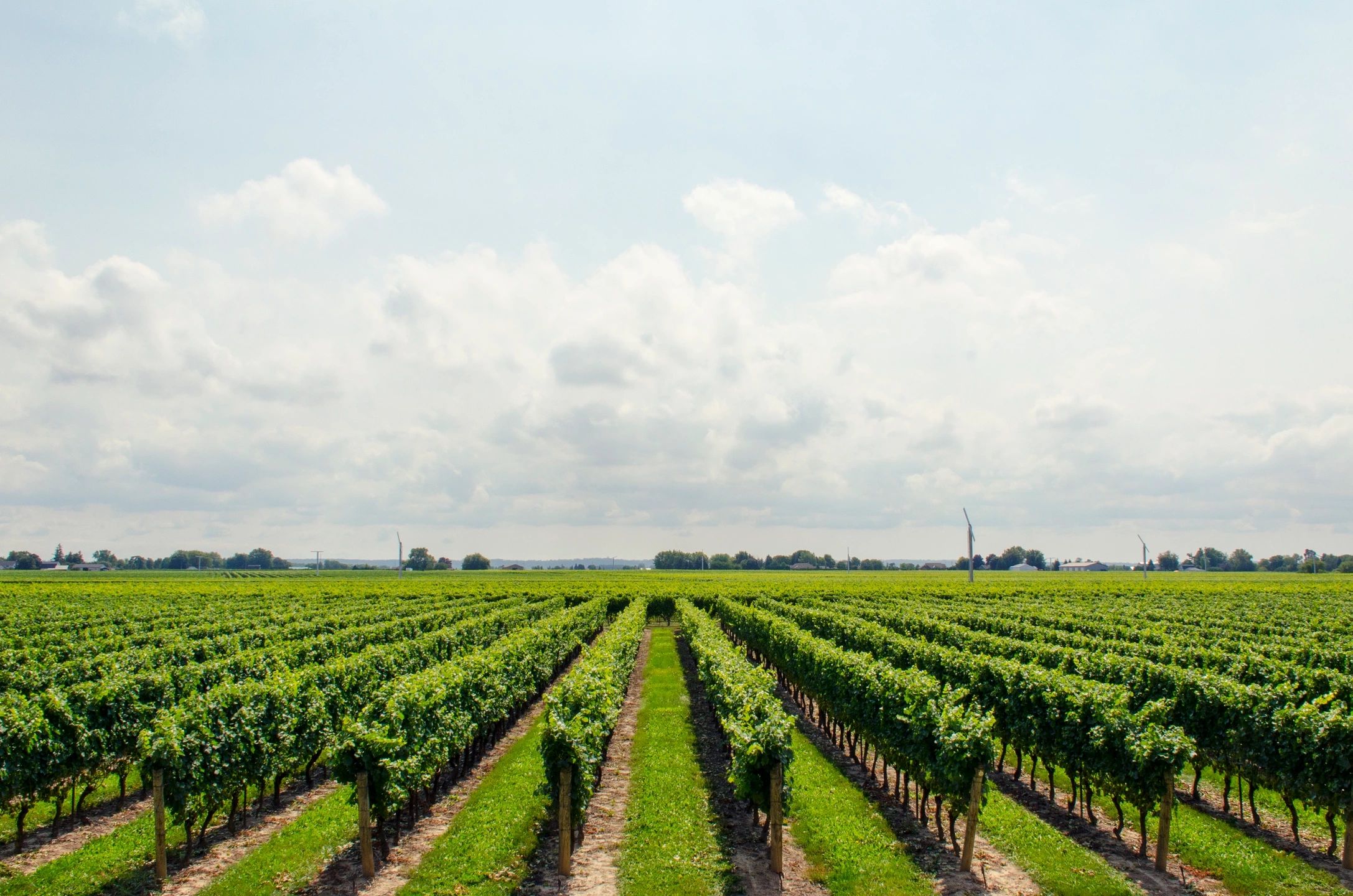 Festival del Sole: Napa Valley & Tuscany